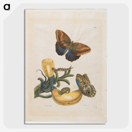 1-56_Maria-Sibylla-Merian_picture-crop