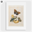 1-56_Maria-Sibylla-Merian_picture