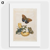 1-56_Maria-Sibylla-Merian_picture