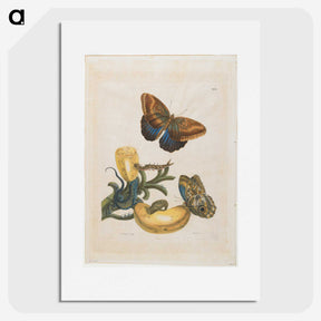 1-56_Maria-Sibylla-Merian_picture