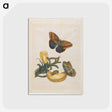 1-56_Maria-Sibylla-Merian_postcard