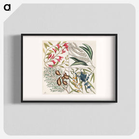 アートポスター-Sorrel Tree, Acacia, and Candle-berry Myrtle
 - マーク ケイツビー Poster.