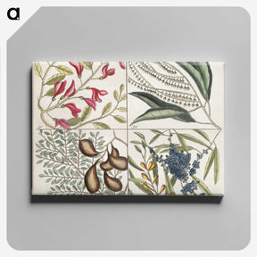 1-56_Mark-Catesby_canvas