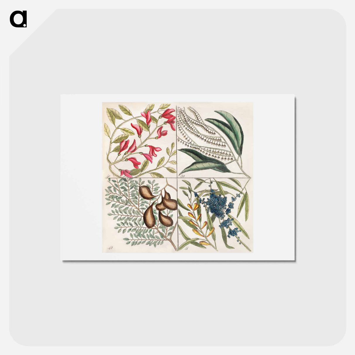 アートポストカード-Sorrel Tree, Acacia, and Candle-berry Myrtle
 - マーク ケイツビー Postcard.