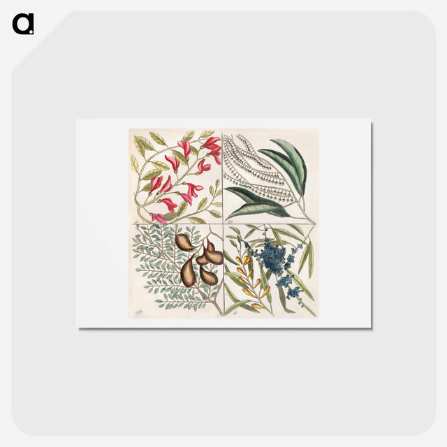 アートポストカード-Sorrel Tree, Acacia, and Candle-berry Myrtle
 - マーク ケイツビー Postcard.