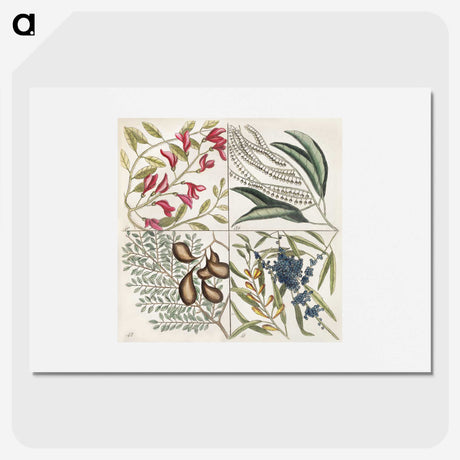 1-56_Mark-Catesby_picture