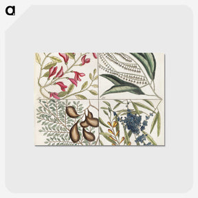 1-56_Mark-Catesby_postcard