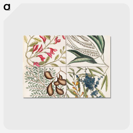 アートポストカード-Sorrel Tree, Acacia, and Candle-berry Myrtle
 - マーク ケイツビー Postcard.