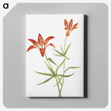 1-56_Mary-Vaux-Walcott_canvas
