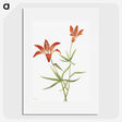 1-56_Mary-Vaux-Walcott_picture