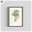 アートポスター-Caraway Illustration
 - 薬用植物学 Poster.