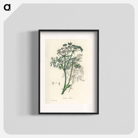 アートポスター-Caraway Illustration
 - 薬用植物学 Poster.