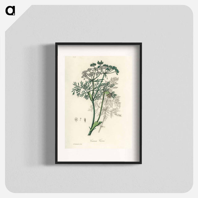 アートポスター-Caraway Illustration
 - 薬用植物学 Poster.