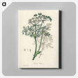 アートパネル-Caraway Illustration
 - 薬用植物学 Canvas.