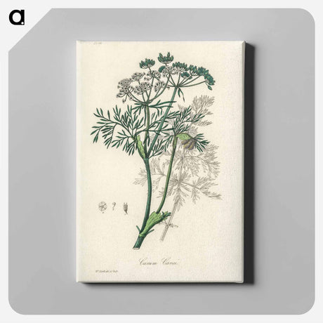 アートパネル-Caraway Illustration
 - 薬用植物学 Canvas.