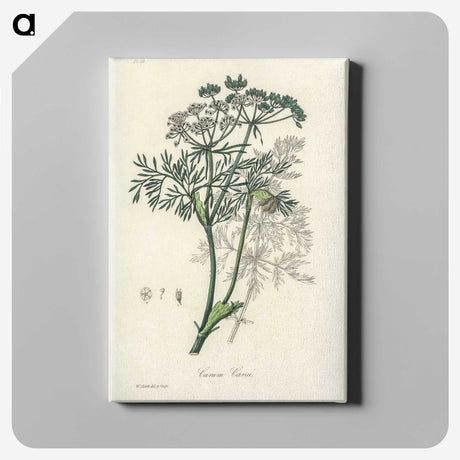 1-56_Medical-Botany_canvas