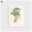1-56_Medical-Botany_hagaki