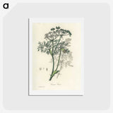 1-56_Medical-Botany_hagaki