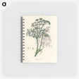 アートメモ帳-Caraway Illustration
 - 薬用植物学 Memo.