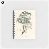 アートメモ帳-Caraway Illustration
 - 薬用植物学 Memo.