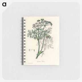 アートメモ帳-Caraway Illustration
 - 薬用植物学 Memo.