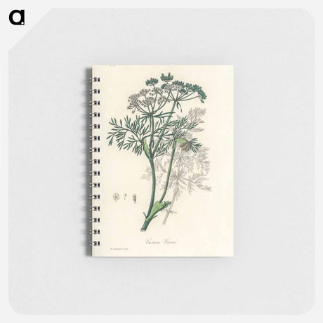 アートメモ帳-Caraway Illustration
 - 薬用植物学 Memo.
