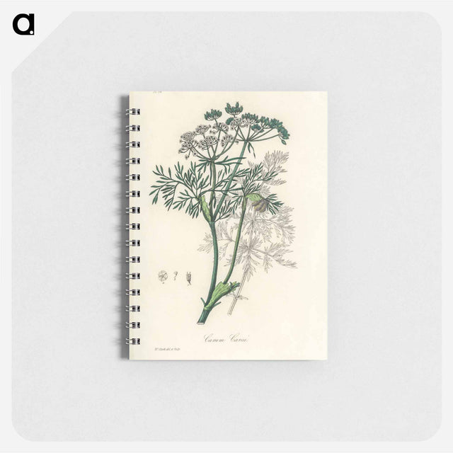 アートメモ帳-Caraway Illustration
 - 薬用植物学 Memo.