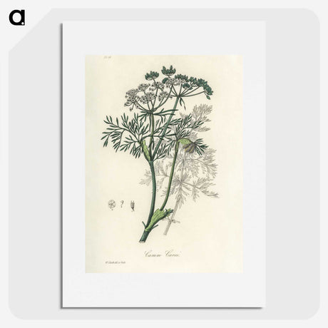 1-56_Medical-Botany_picture