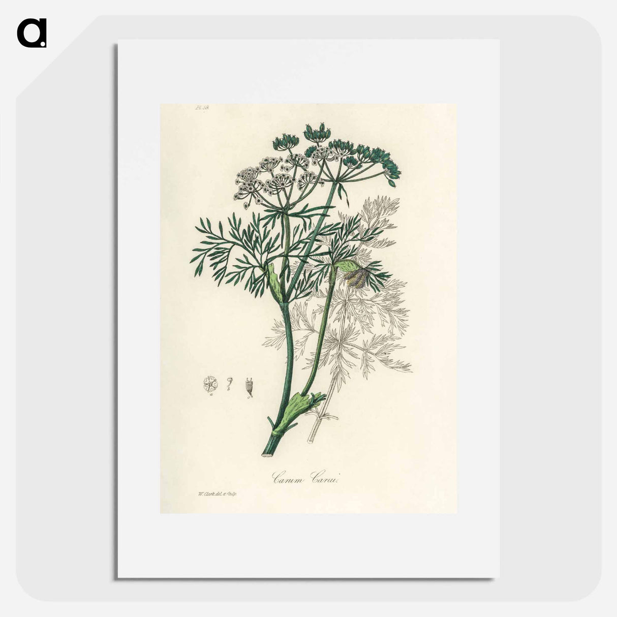 アートポスター-Caraway Illustration
 - 薬用植物学 Poster.