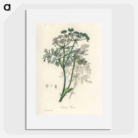アートポスター-Caraway Illustration
 - 薬用植物学 Poster.