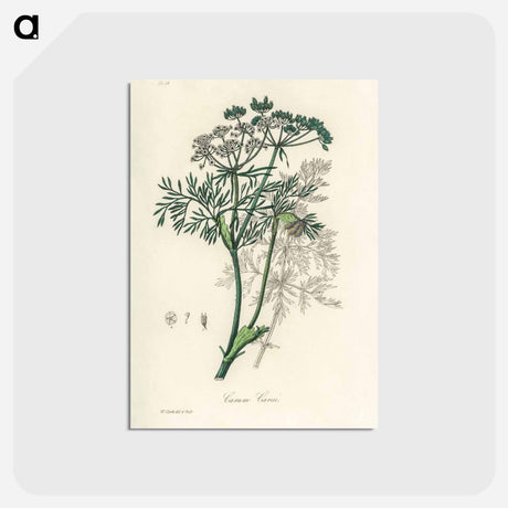 アートポストカード-Caraway Illustration
 - 薬用植物学 Postcard.