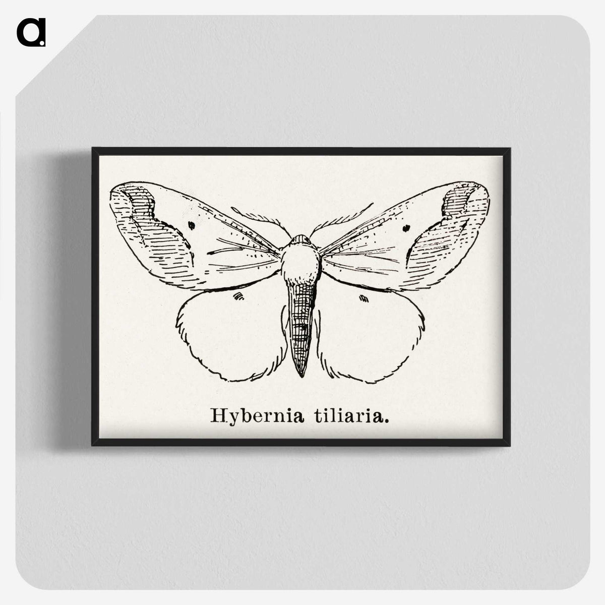 1-56_Moths-and-Butterflies-of-the-United-States_blk-crop