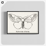 1-56_Moths-and-Butterflies-of-the-United-States_blk-crop