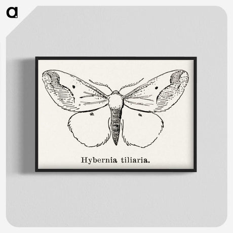 1-56_Moths-and-Butterflies-of-the-United-States_blk-crop