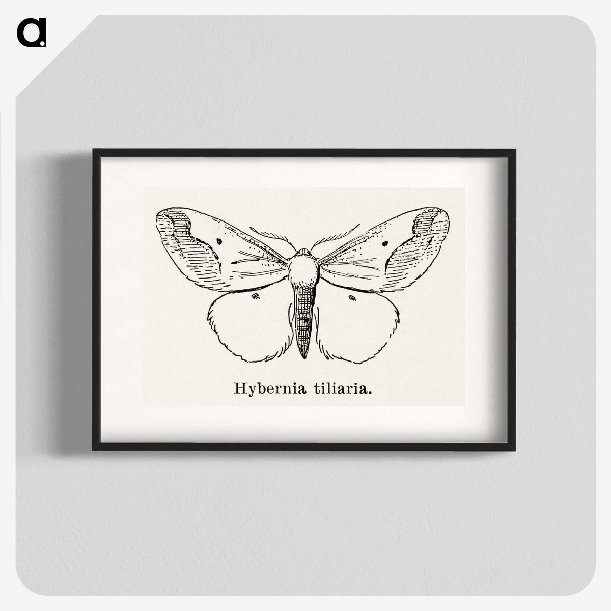 1-56_Moths-and-Butterflies-of-the-United-States_blk