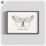 1-56_Moths-and-Butterflies-of-the-United-States_blk