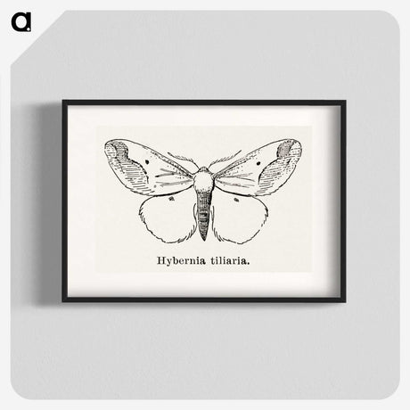1-56_Moths-and-Butterflies-of-the-United-States_blk