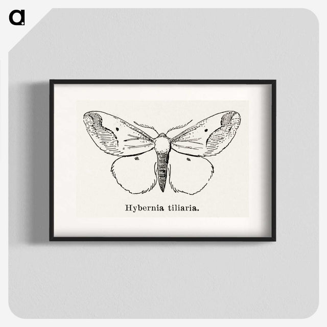 1-56_Moths-and-Butterflies-of-the-United-States_blk