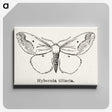 1-56_Moths-and-Butterflies-of-the-United-States_canvas