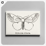 1-56_Moths-and-Butterflies-of-the-United-States_canvas