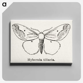 1-56_Moths-and-Butterflies-of-the-United-States_canvas
