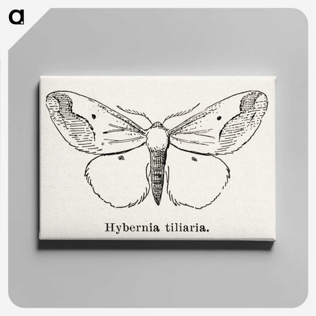 1-56_Moths-and-Butterflies-of-the-United-States_canvas