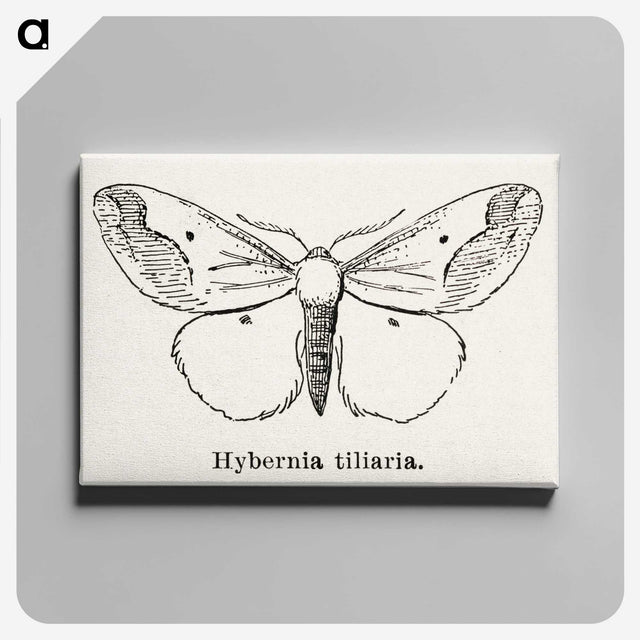 1-56_Moths-and-Butterflies-of-the-United-States_canvas