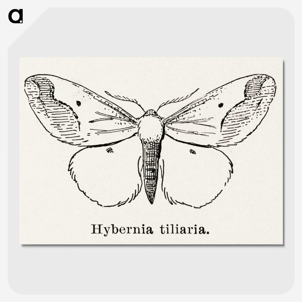 1-56_Moths-and-Butterflies-of-the-United-States_picture-crop