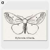 1-56_Moths-and-Butterflies-of-the-United-States_picture-crop