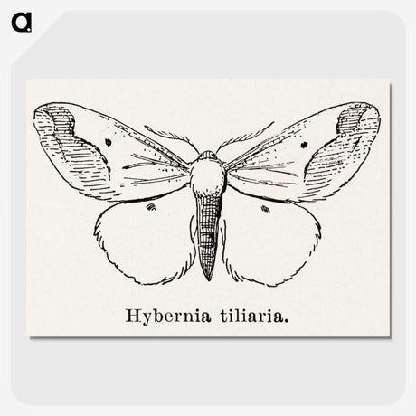 1-56_Moths-and-Butterflies-of-the-United-States_picture-crop