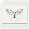 1-56_Moths-and-Butterflies-of-the-United-States_picture