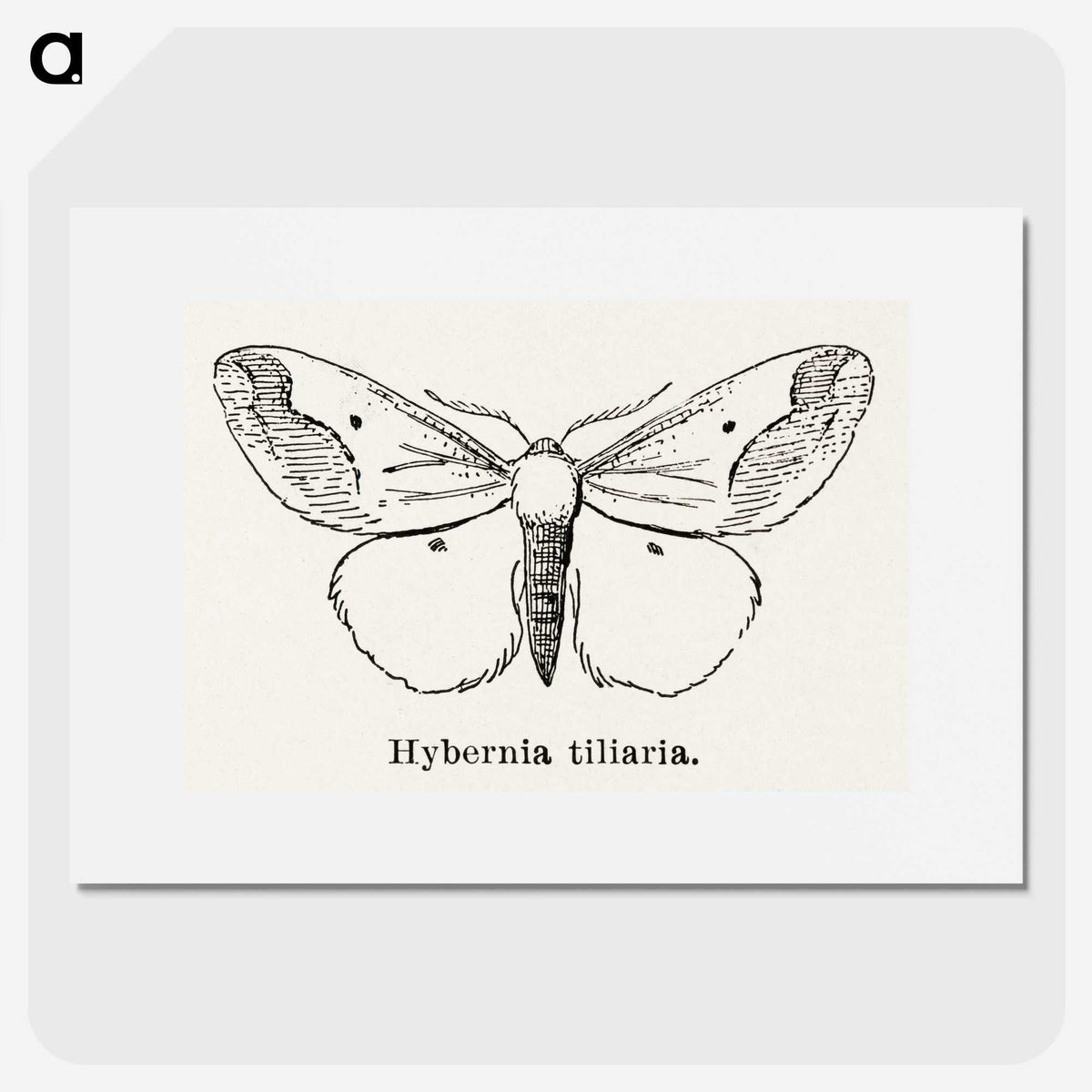 1-56_Moths-and-Butterflies-of-the-United-States_picture