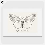 1-56_Moths-and-Butterflies-of-the-United-States_picture