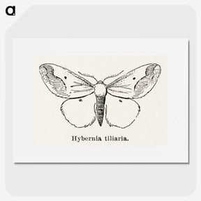 1-56_Moths-and-Butterflies-of-the-United-States_picture